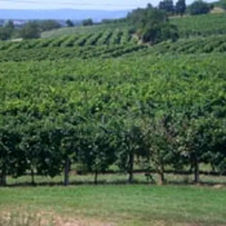 Il Feudo * Vo Euganeo